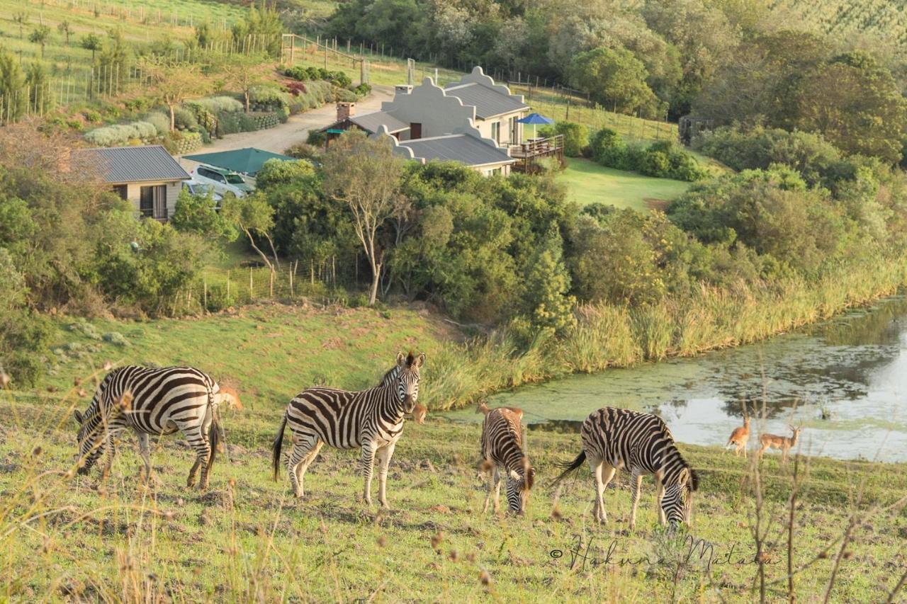 Hakuna Matata Game Farm Great Brak River Eksteriør billede